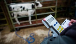 Dairy calf growth rates 